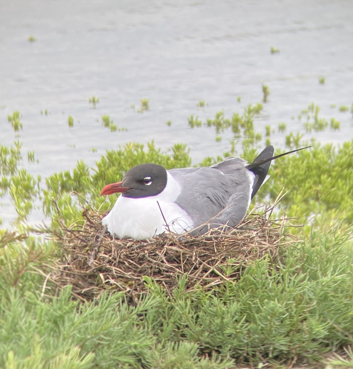 Laughing Gull - ML344263801