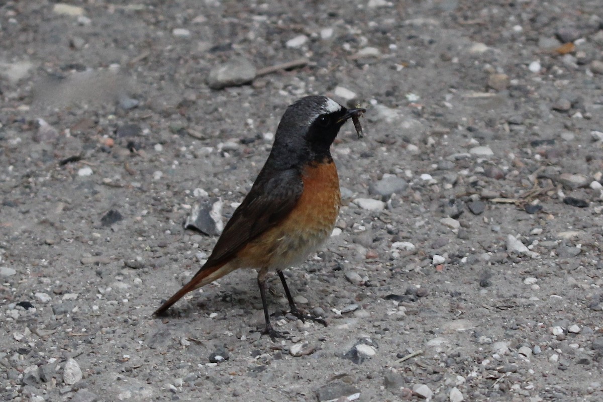 Common Redstart - ML34426421