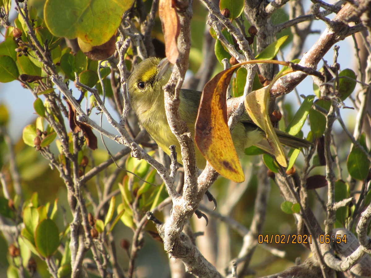 Thick-billed Vireo - ML344264511