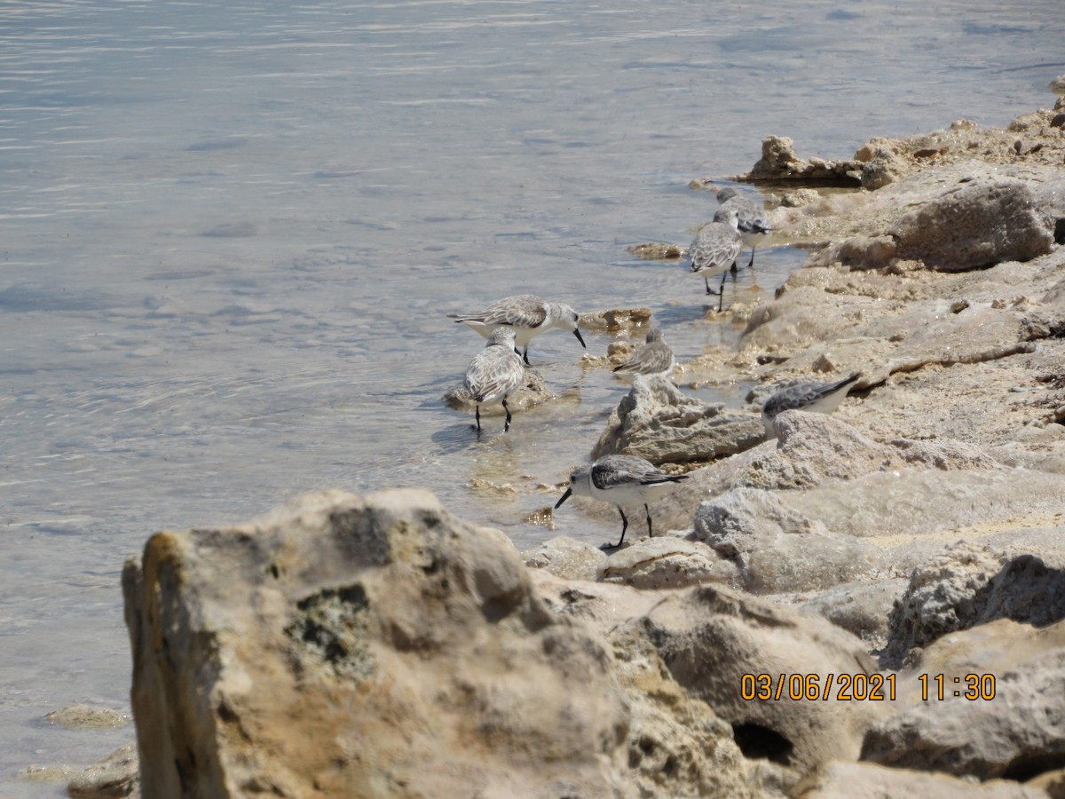 Bécasseau sanderling - ML344266451