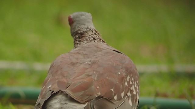 Speckled Pigeon - ML344266511