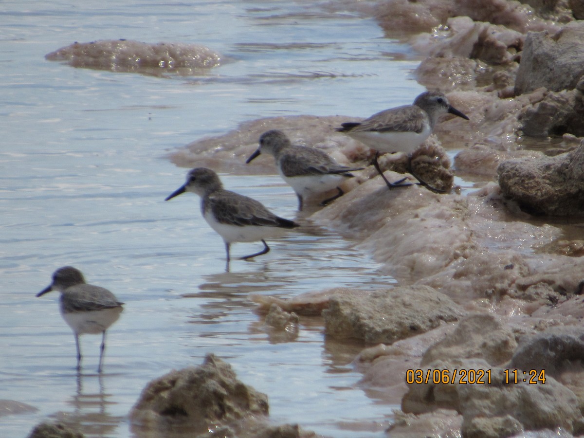 Semipalmated Sandpiper - ML344266581