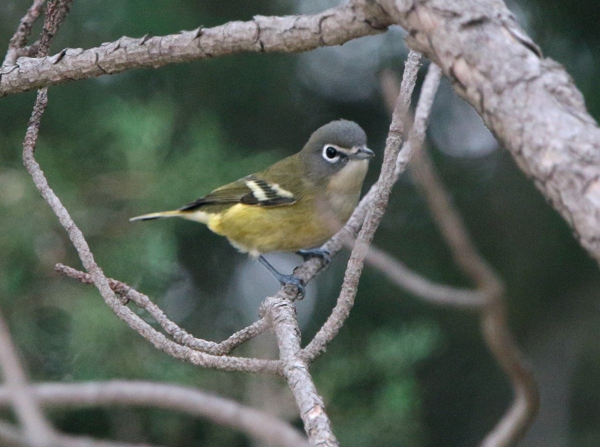 Blue-headed Vireo - ML34426671