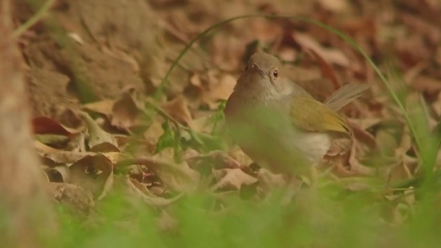 Green-backed Camaroptera (Gray-backed) - ML344267811