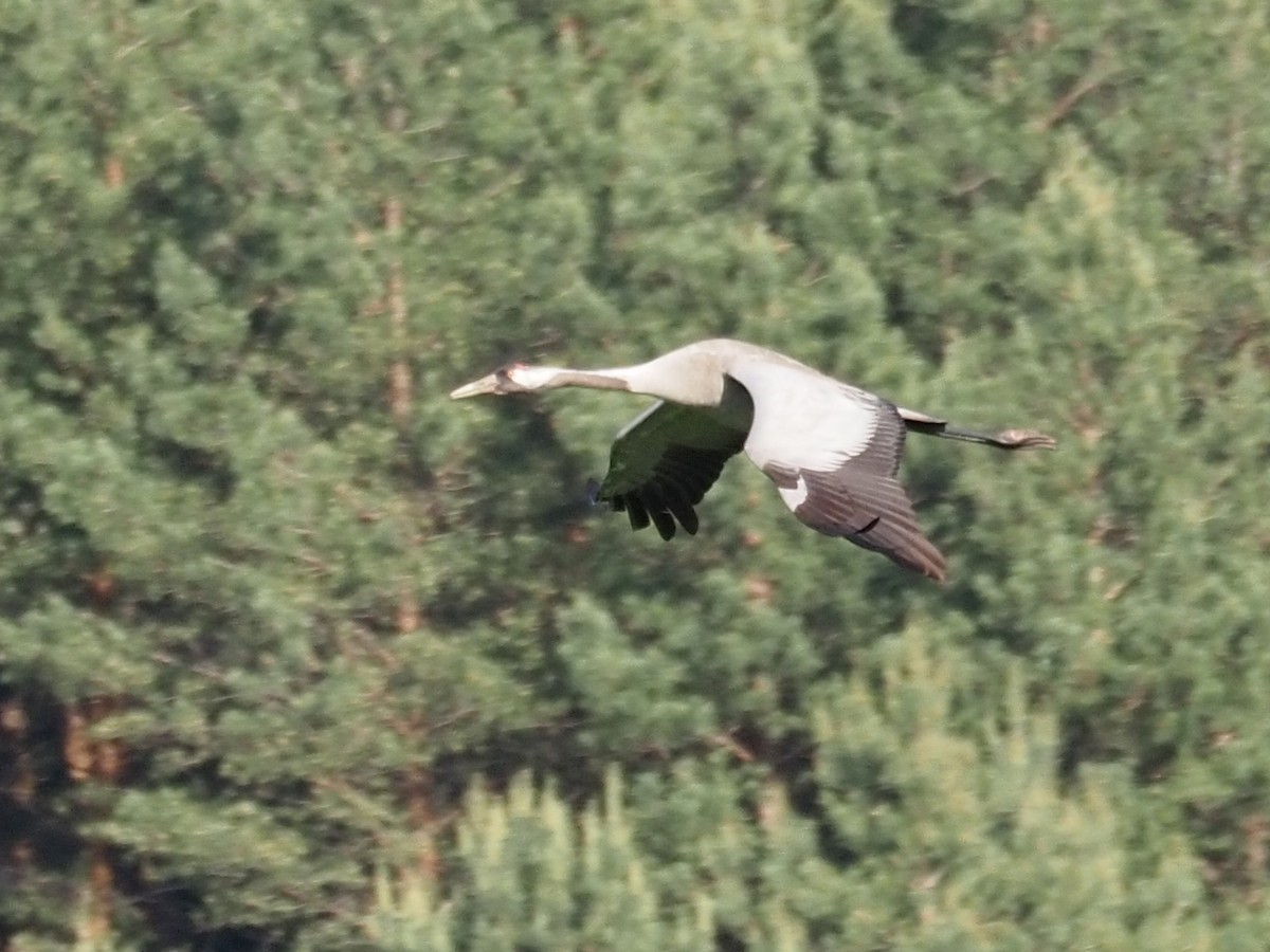 Common Crane - Kostyantyn Grinchenko