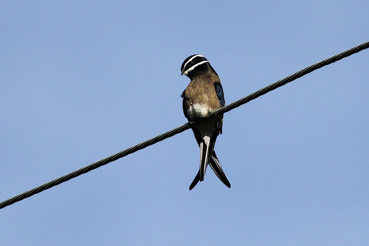 Whiskered Treeswift - ML344270461