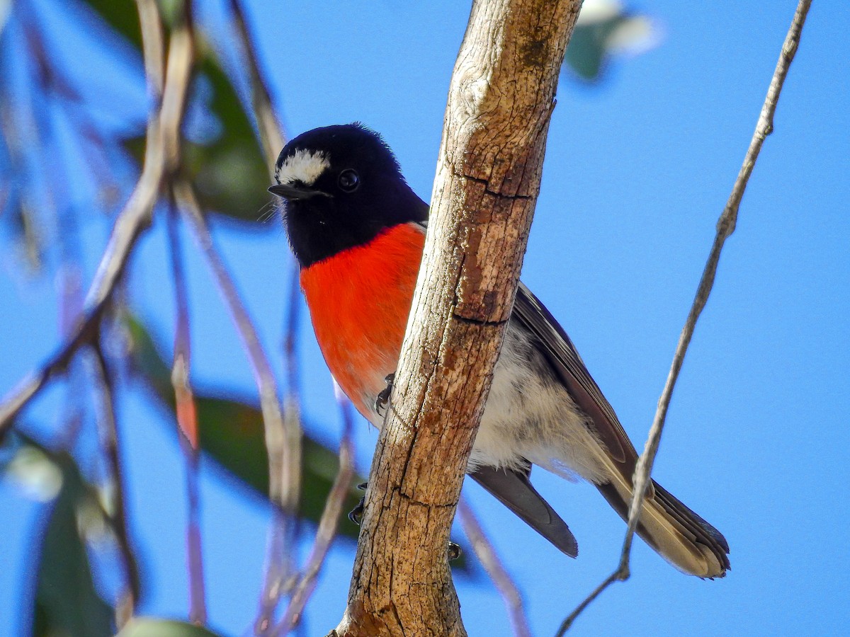 Scarlet Robin - ML344272261