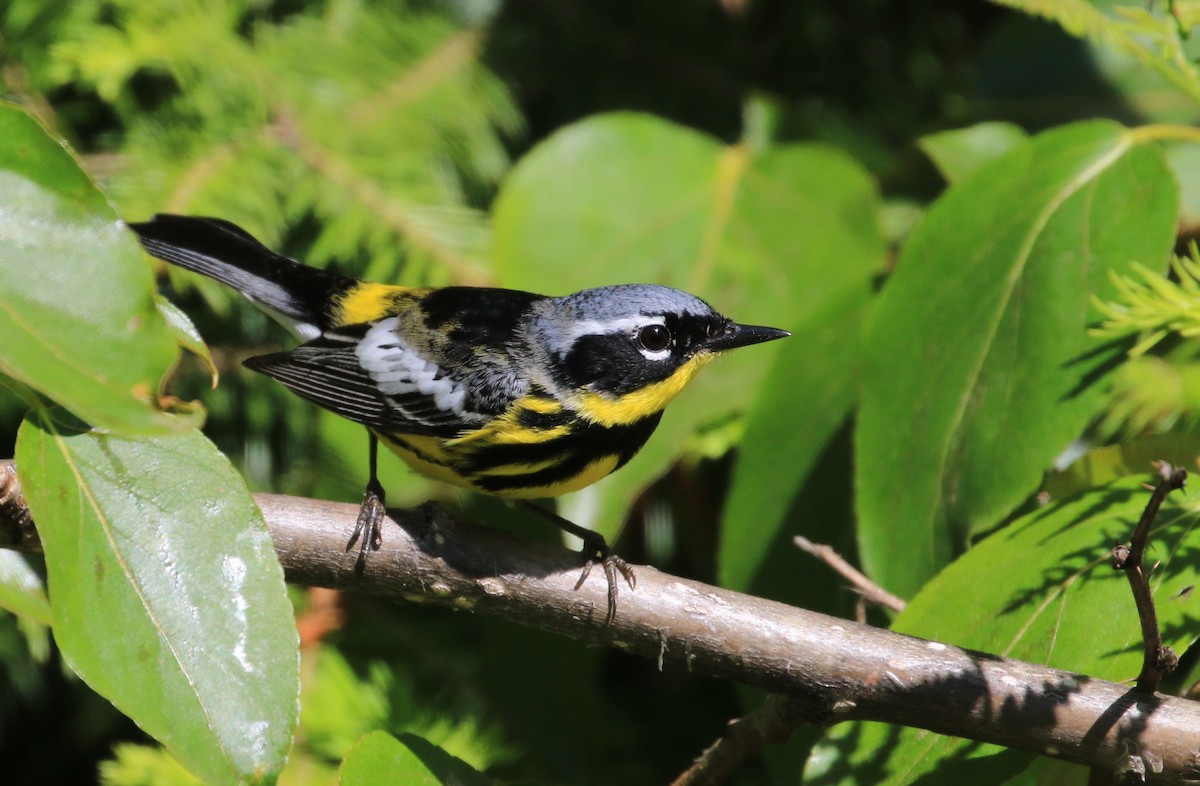 Magnolia Warbler - ML344272361