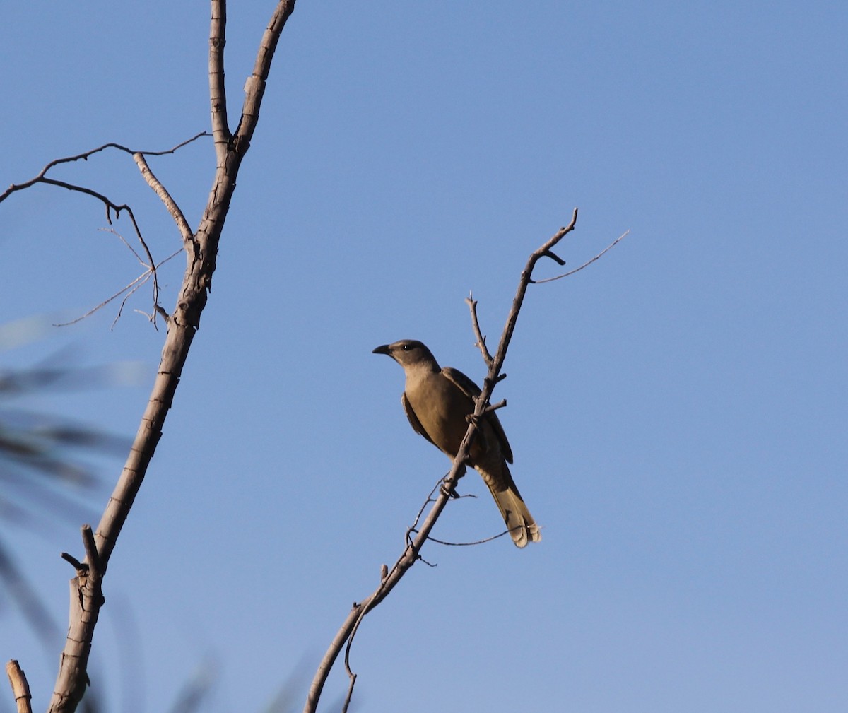 Great Bowerbird - Richard and Margaret Alcorn