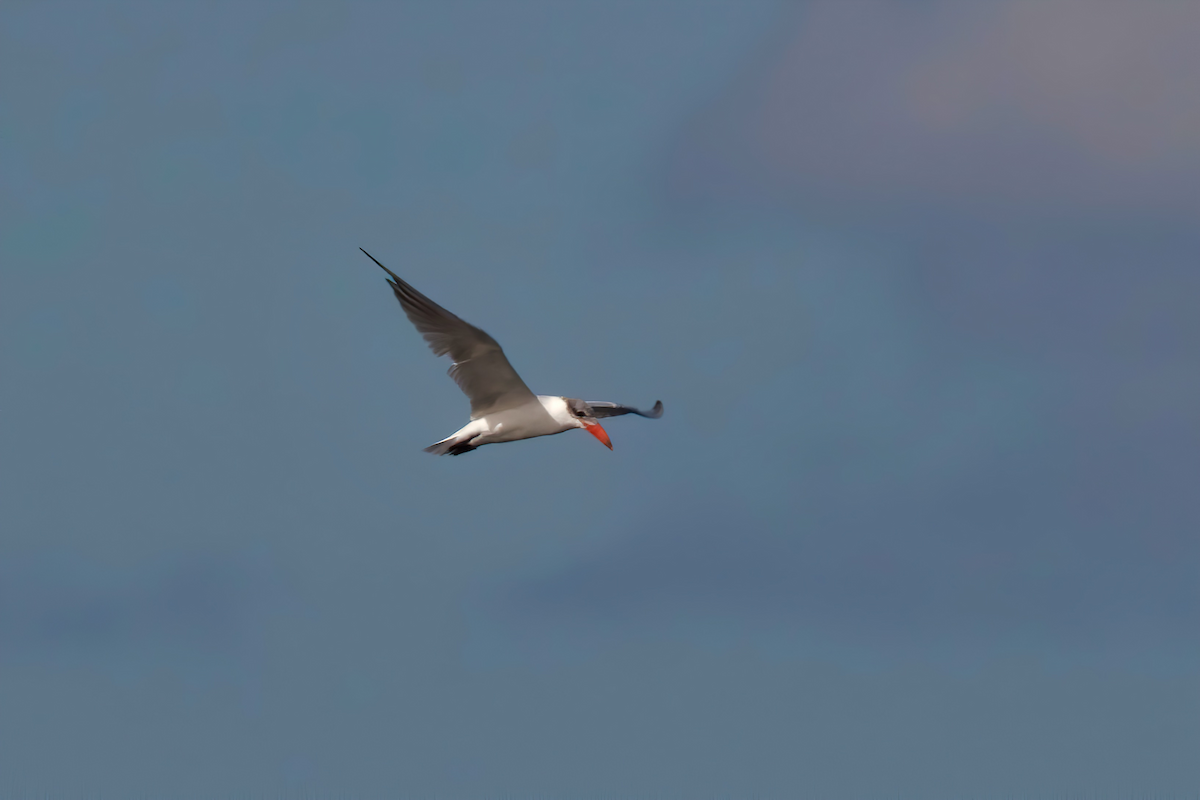 Caspian Tern - Dennis Devers