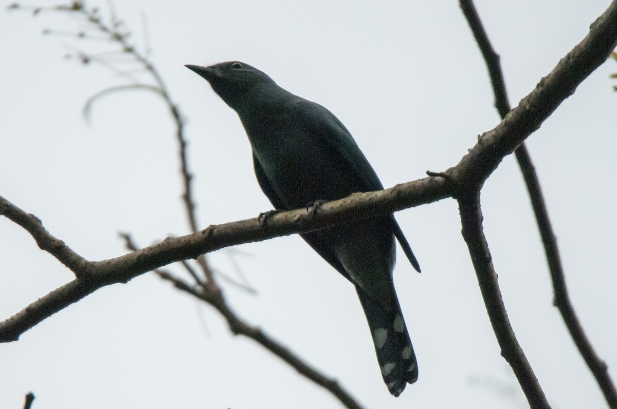 Black-winged Cuckooshrike - Kelvin NG