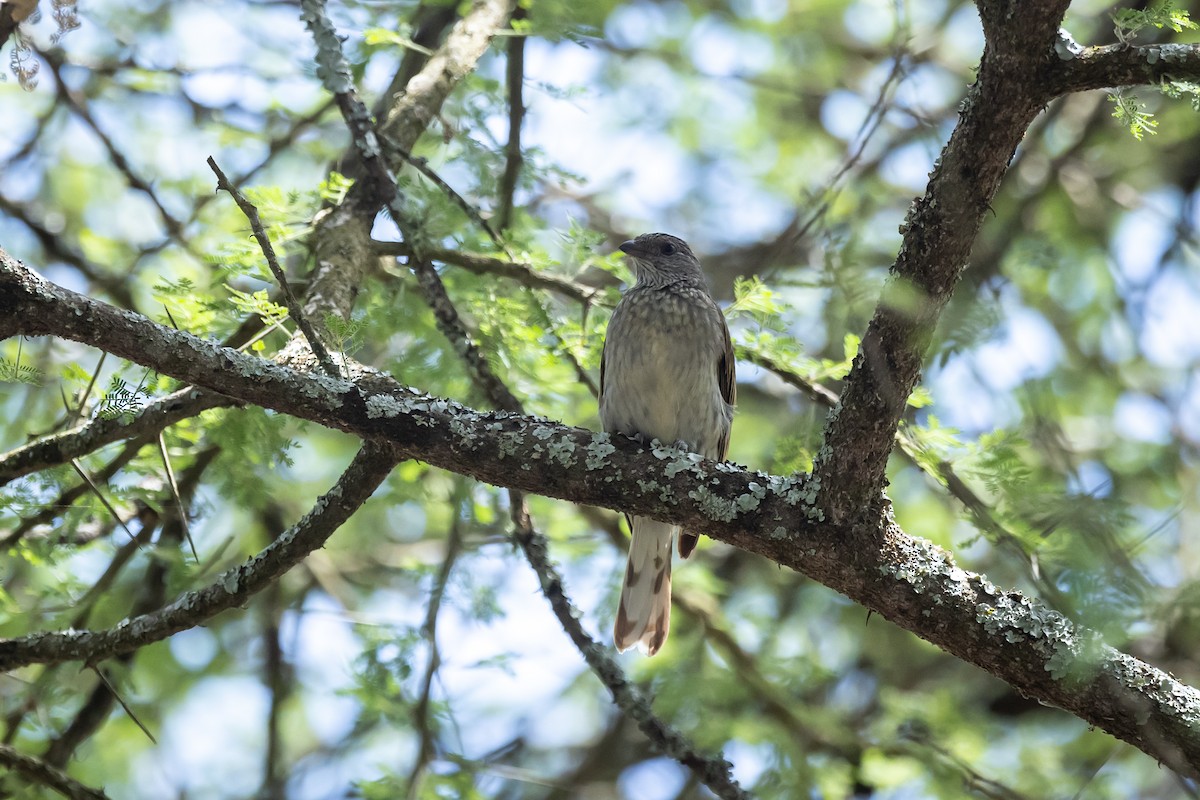 Scaly-throated Honeyguide - Jeremy Goss