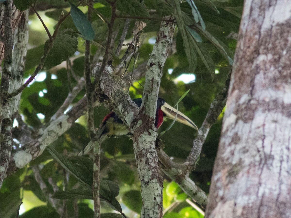 Ivory-billed Aracari - ML34427571