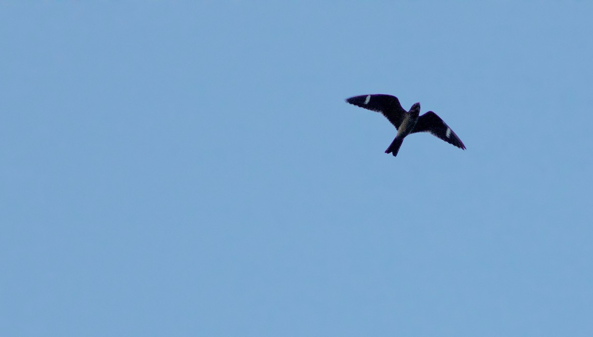 Common Nighthawk - ML34427601