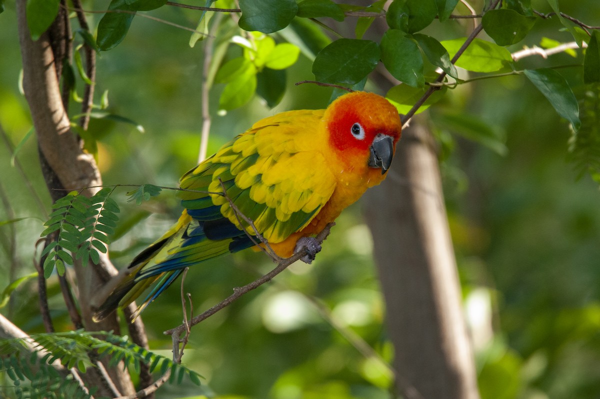 Sun Parakeet - Kelvin NG