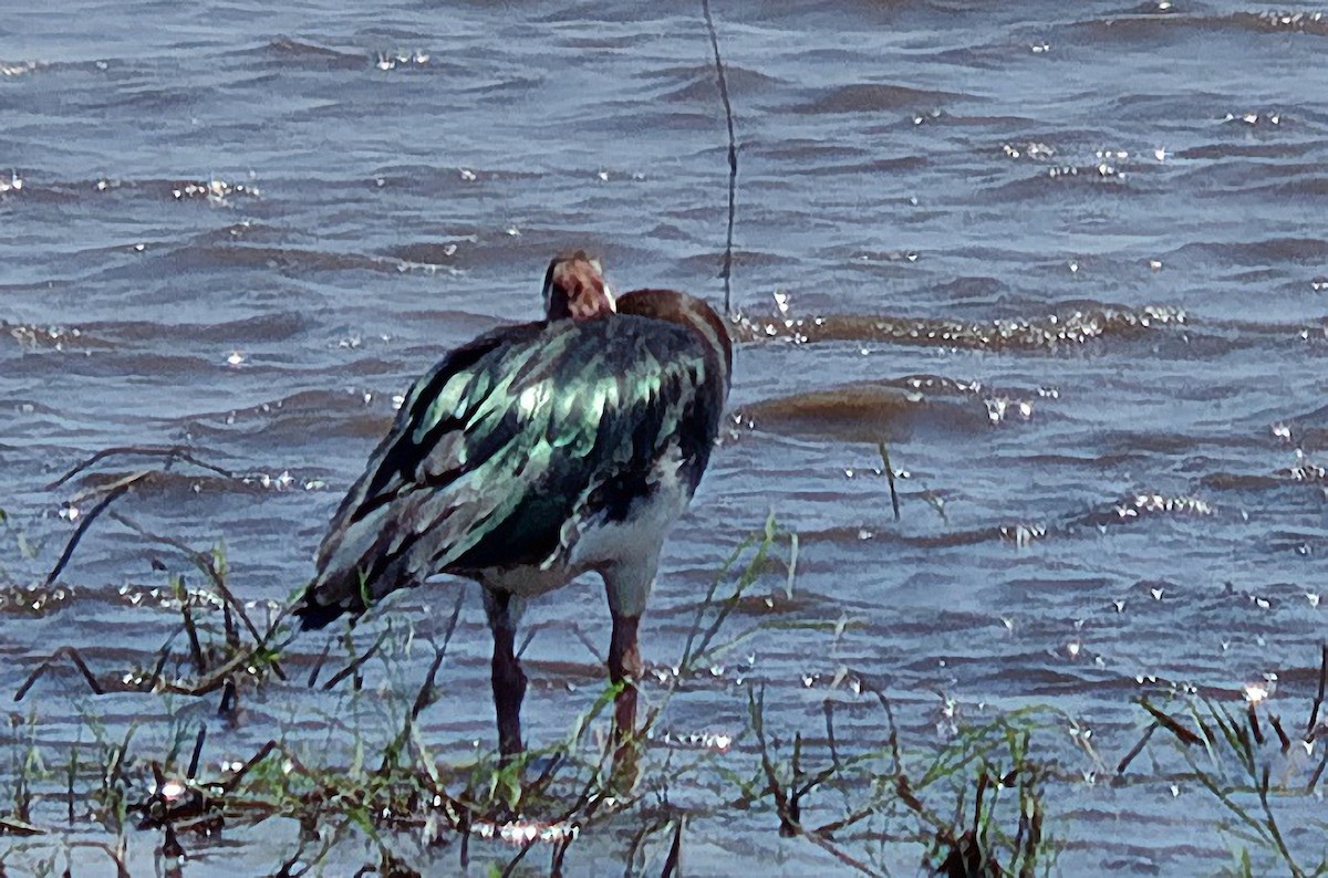 Spur-winged Goose - ML344276431