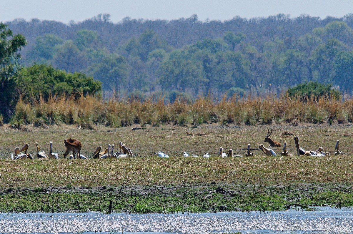 Great White Pelican - ML344276551