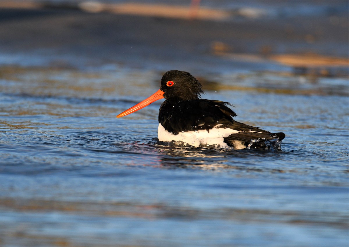 South Island Oystercatcher - ML344279091