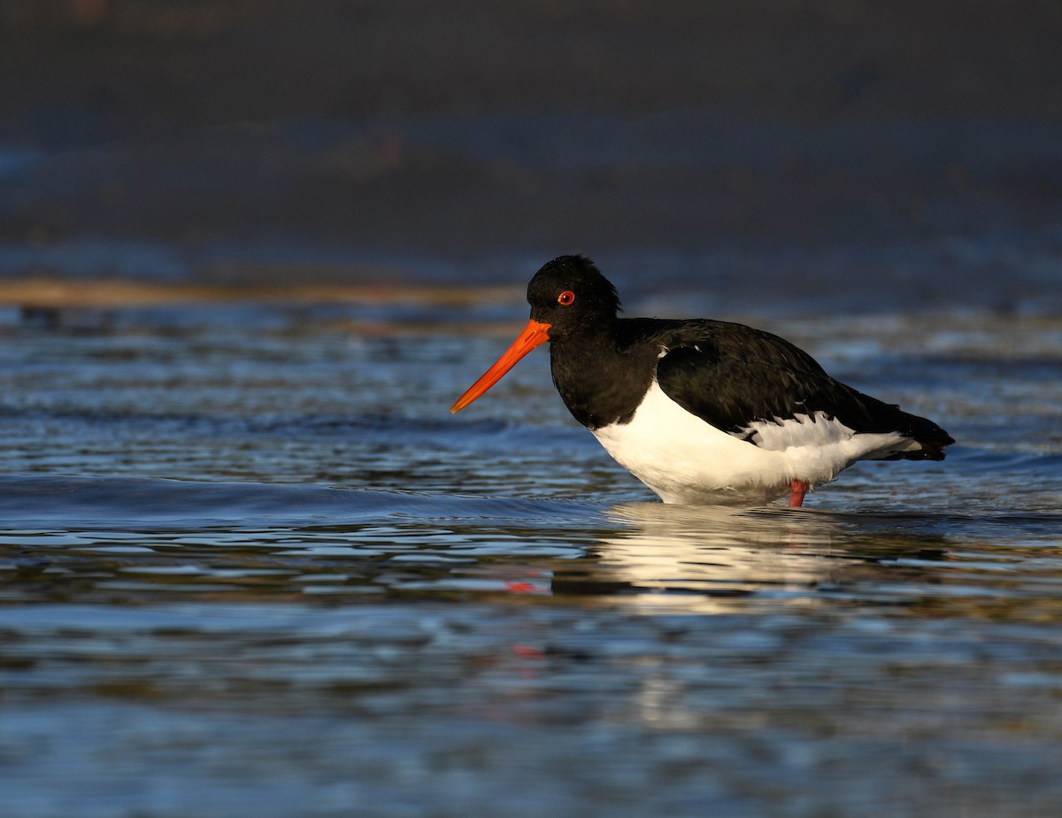 South Island Oystercatcher - ML344279101