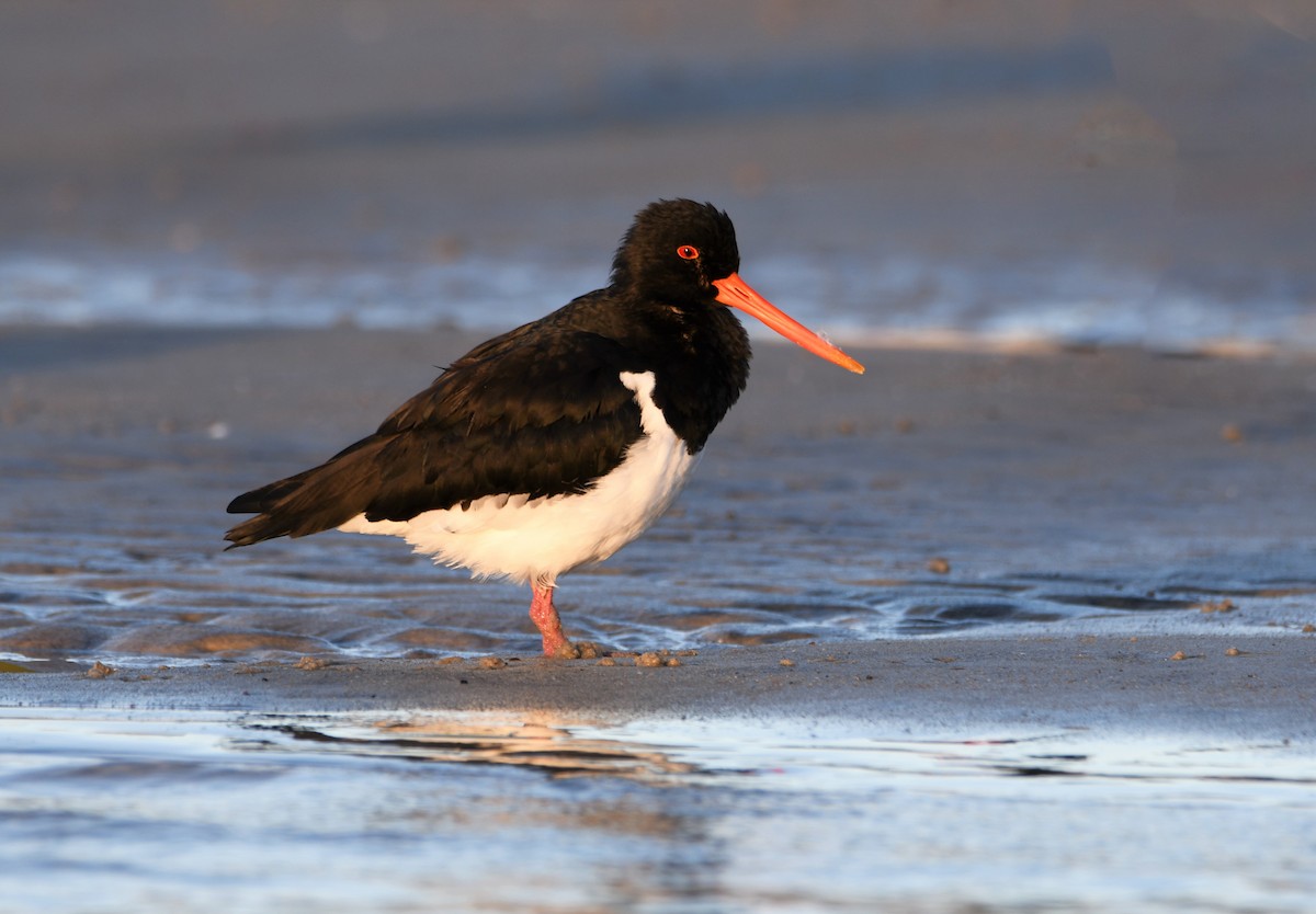 South Island Oystercatcher - ML344279161