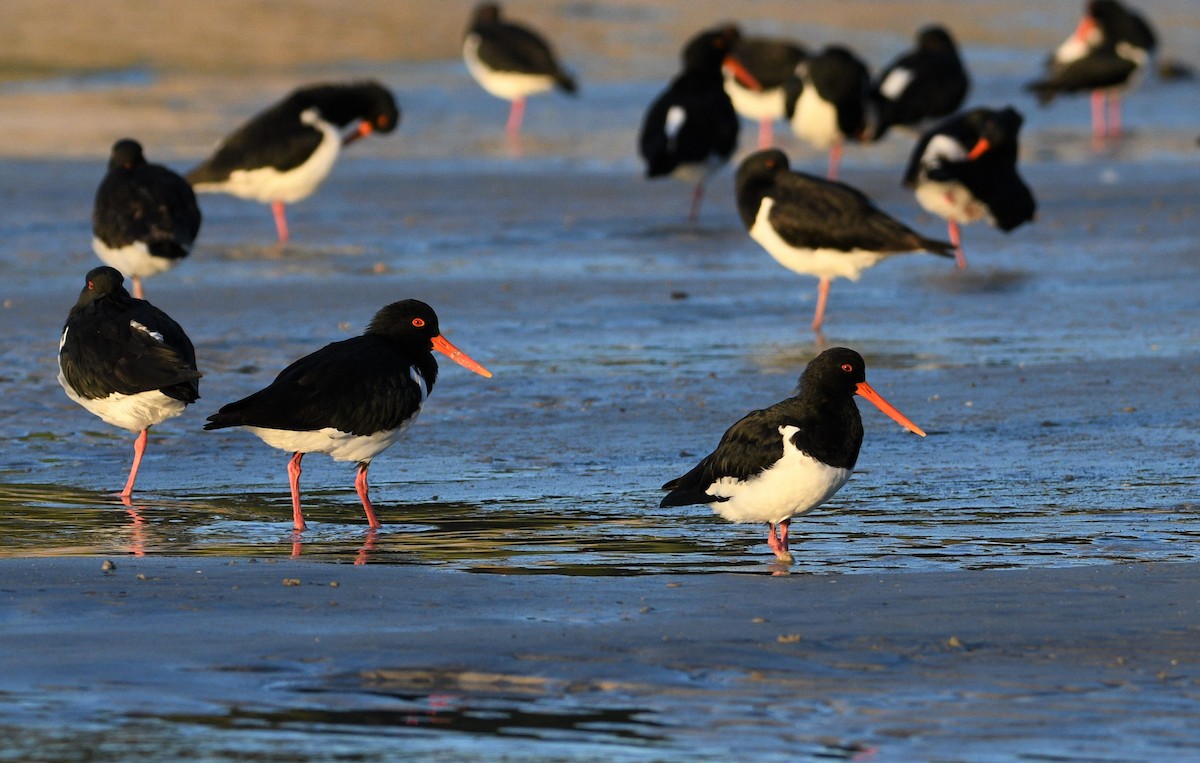 South Island Oystercatcher - Michael Daley