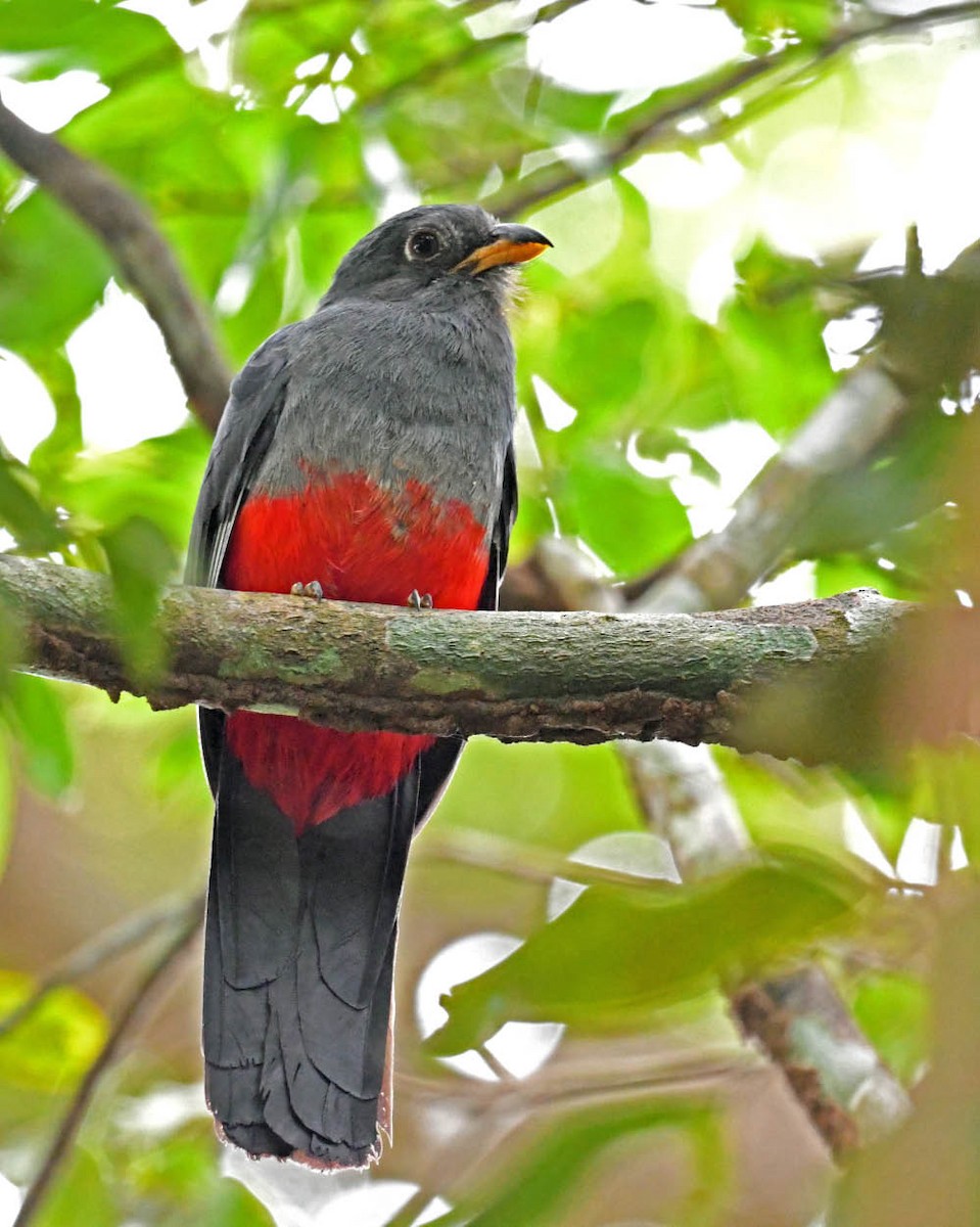 Black-tailed Trogon - ML344280221