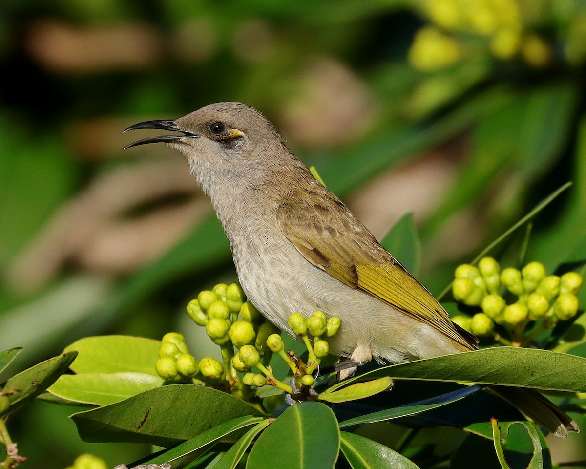 Brown Honeyeater - ML344280981