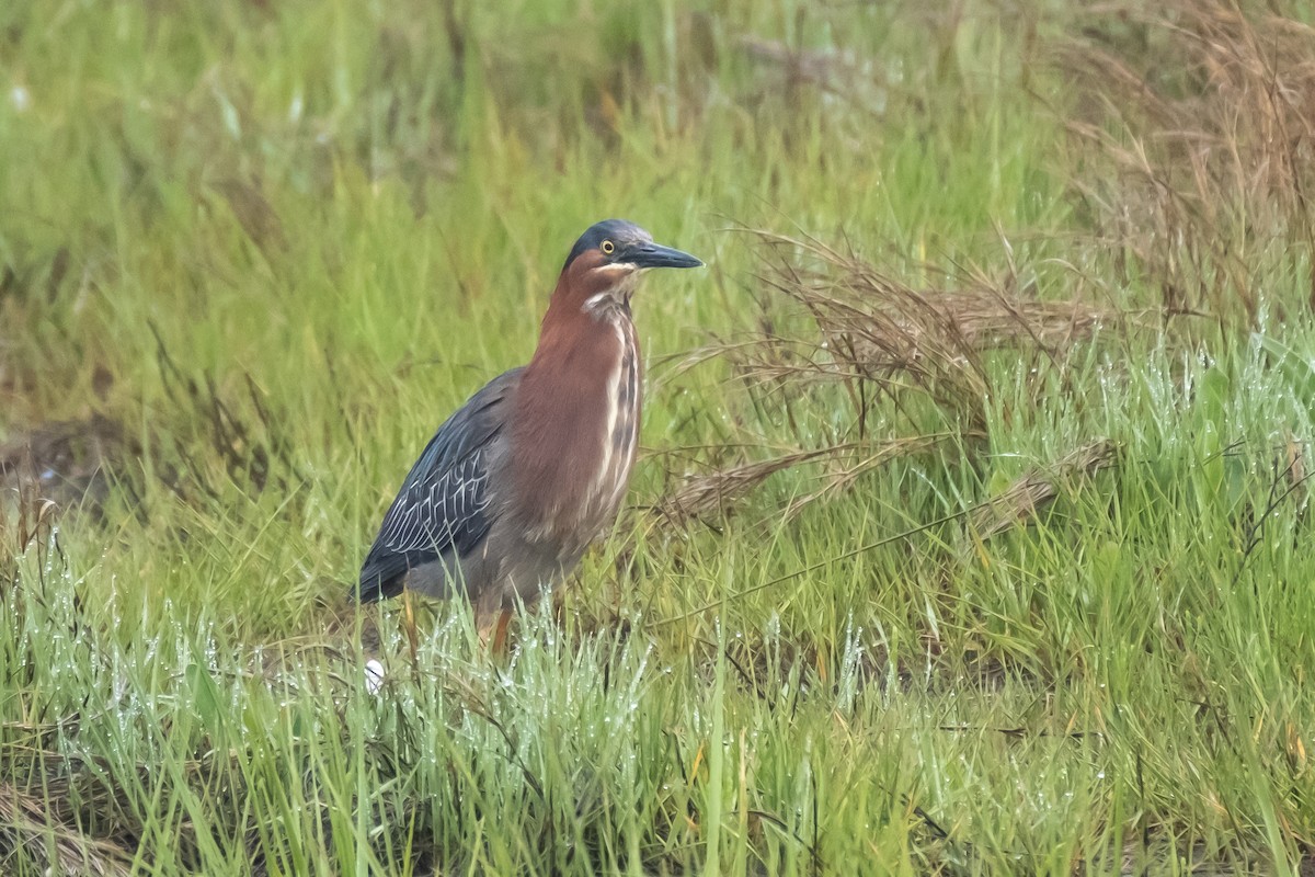 アメリカササゴイ - ML344282171