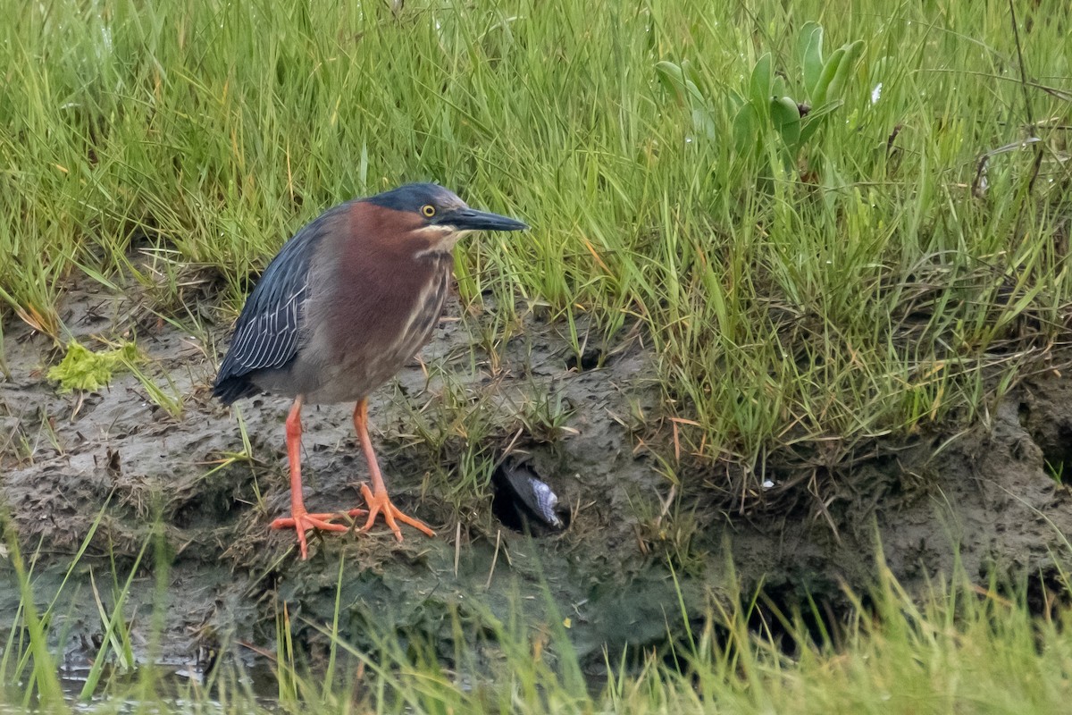 アメリカササゴイ - ML344282181