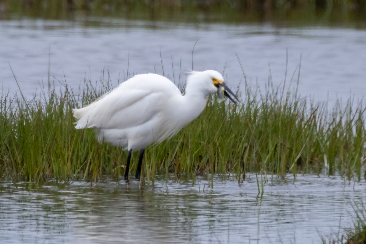 Snowy Egret - ML344282361