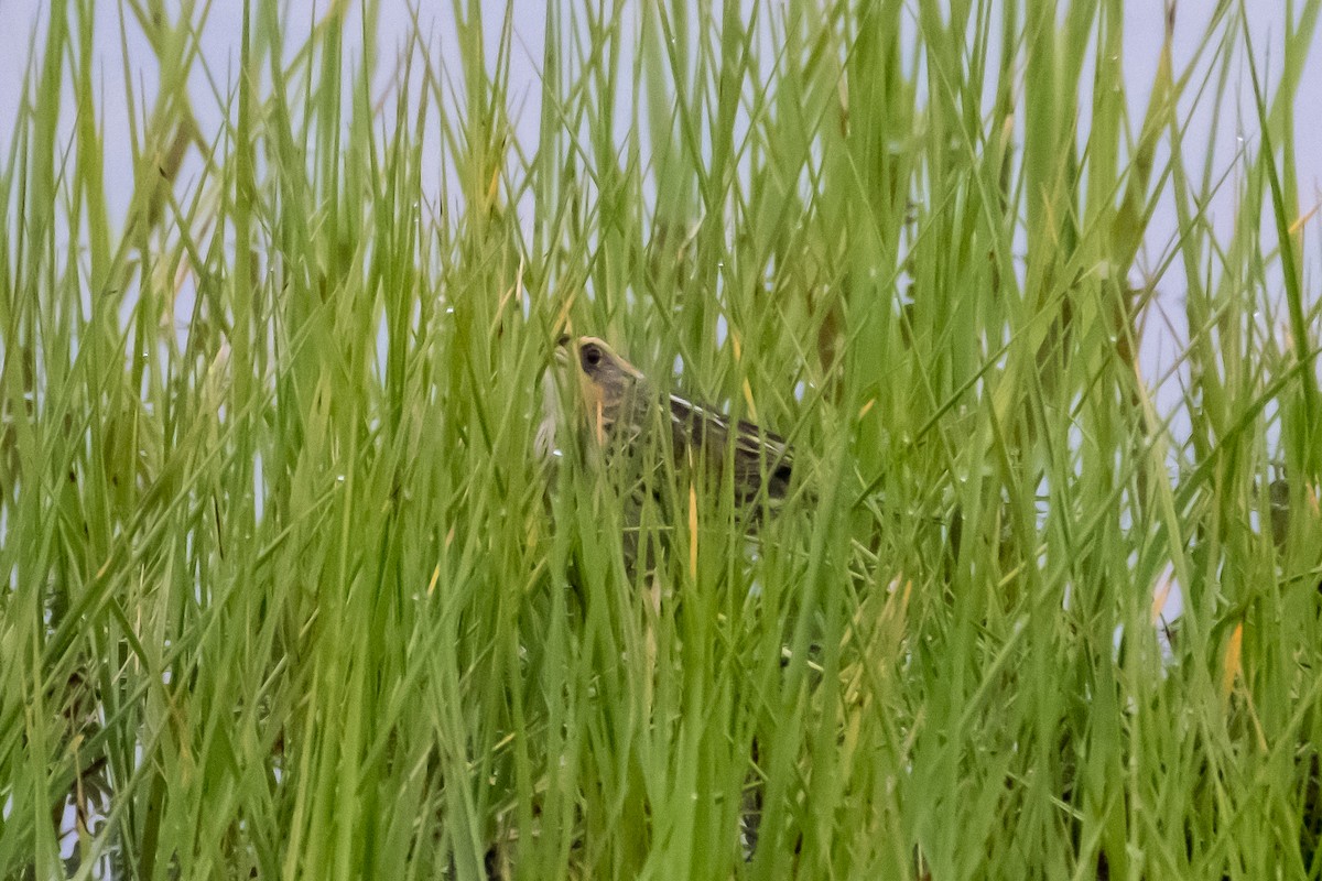 Saltmarsh Sparrow - Scott Dresser