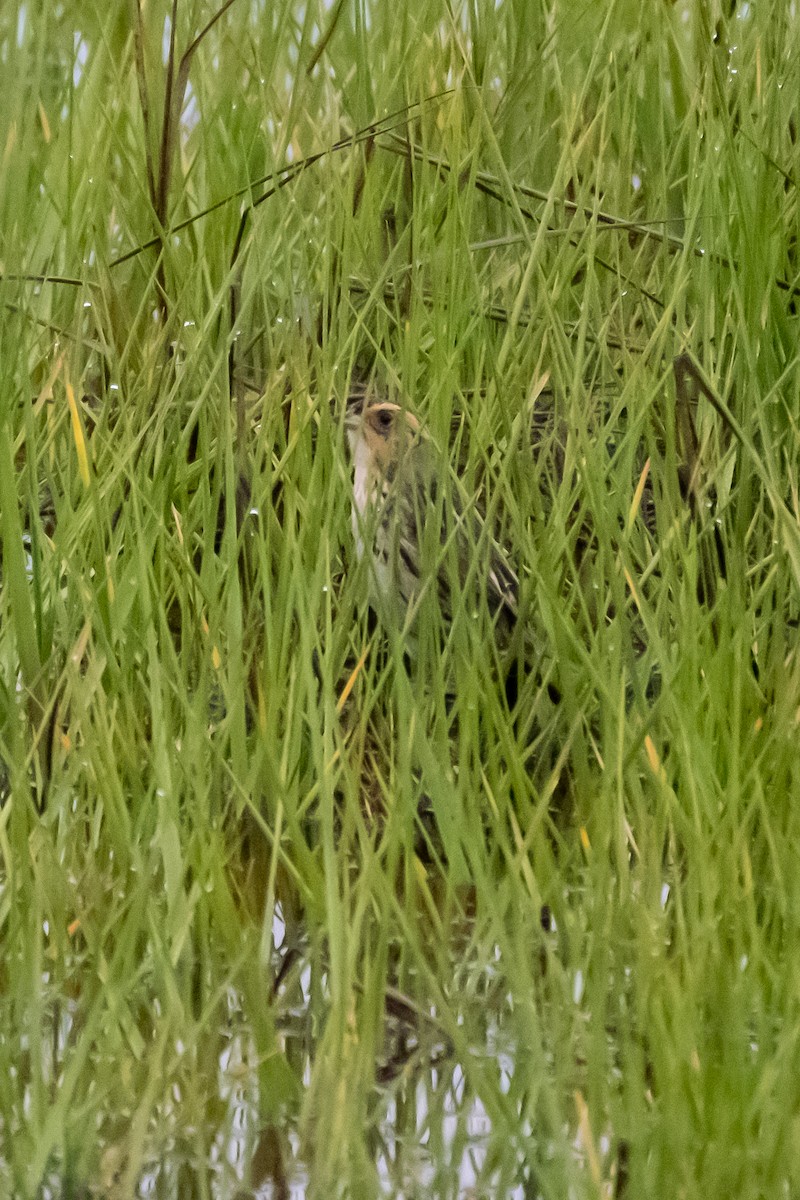 Saltmarsh Sparrow - Scott Dresser