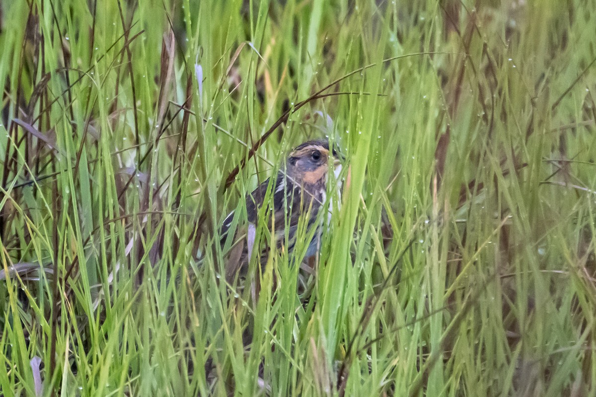 Saltmarsh Sparrow - Scott Dresser