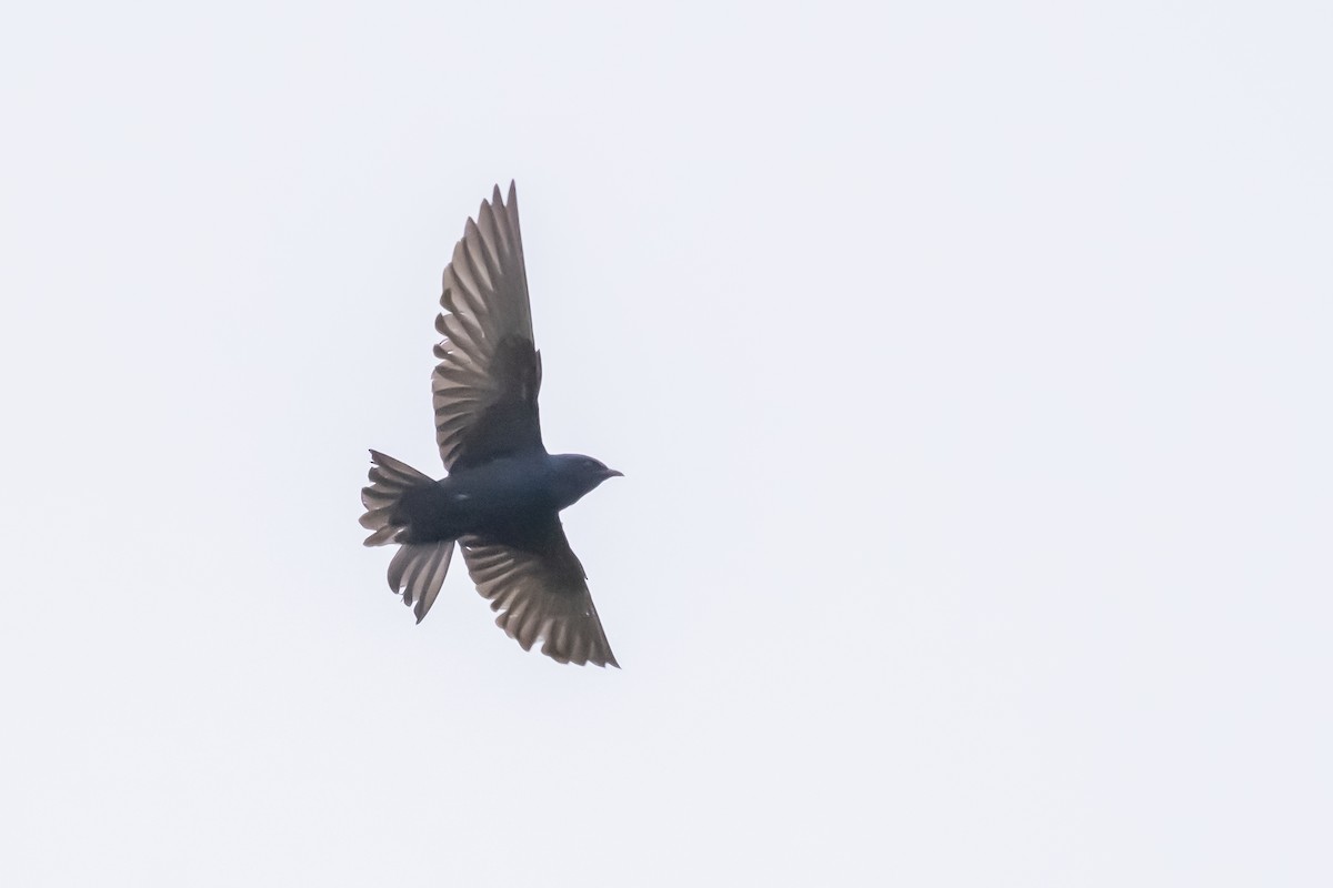 Purple Martin - ML344284901