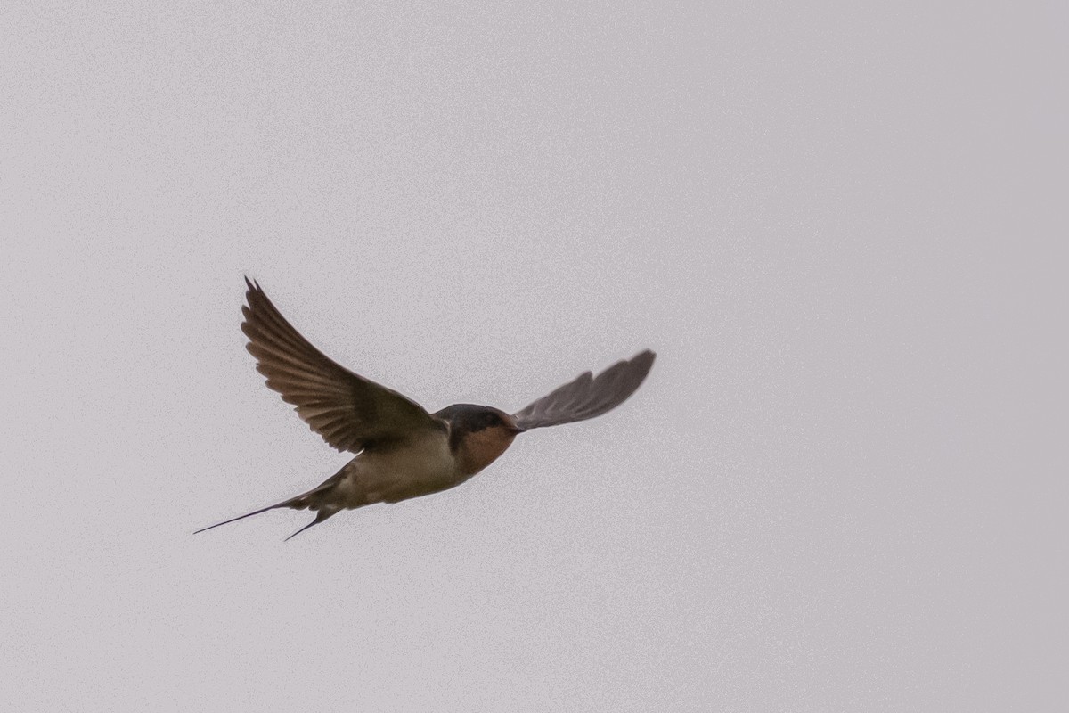 Barn Swallow - Scott Dresser