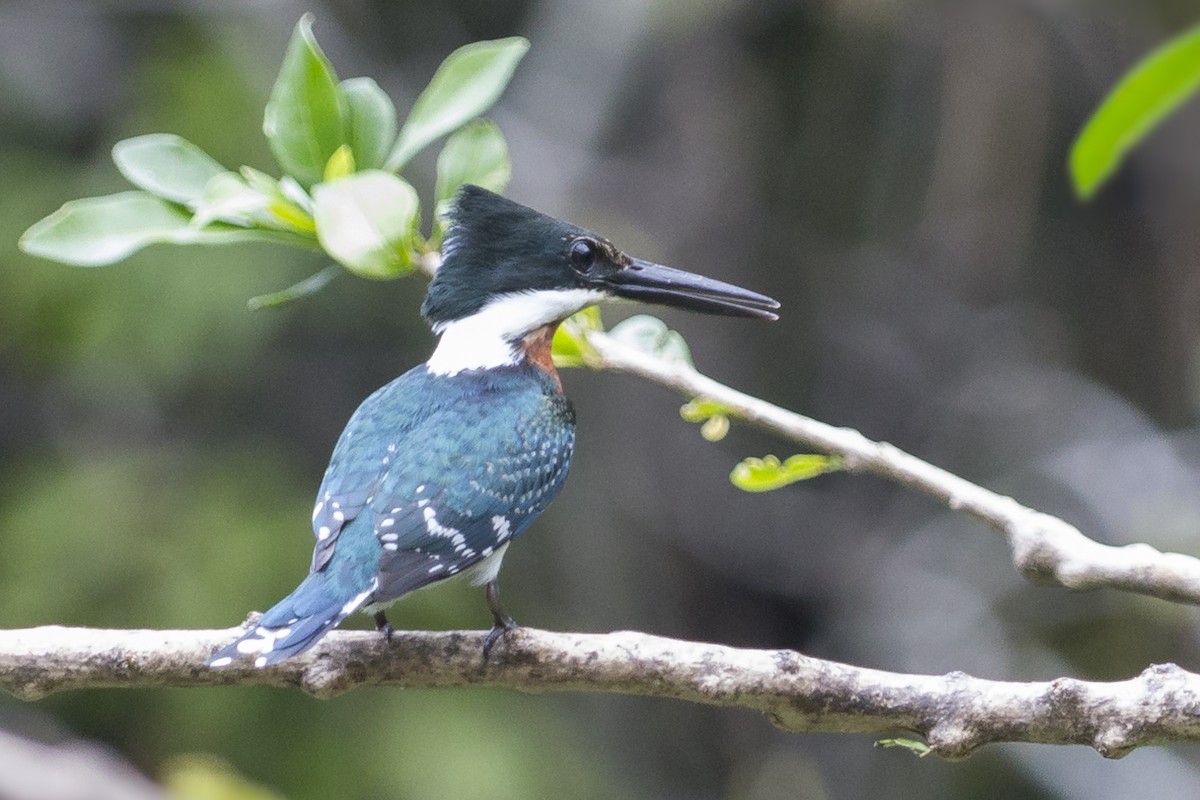 Green Kingfisher - ML344285661