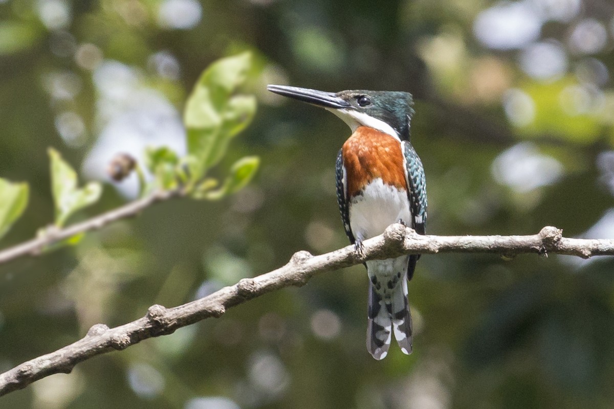 Green Kingfisher - ML344285671