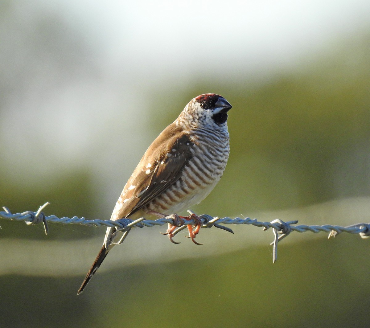 Plum-headed Finch - ML344285831