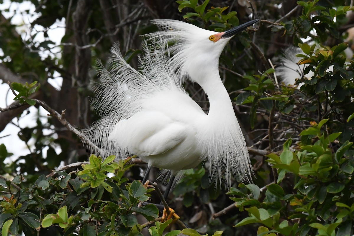 Snowy Egret - ML344286551