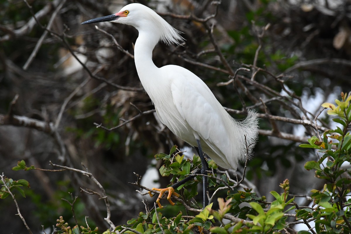 Snowy Egret - ML344286681