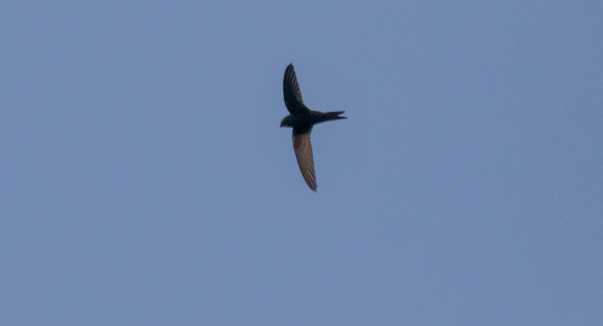 Common Swift - ML344287061