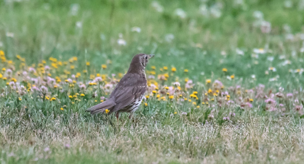 Song Thrush - ML344287151