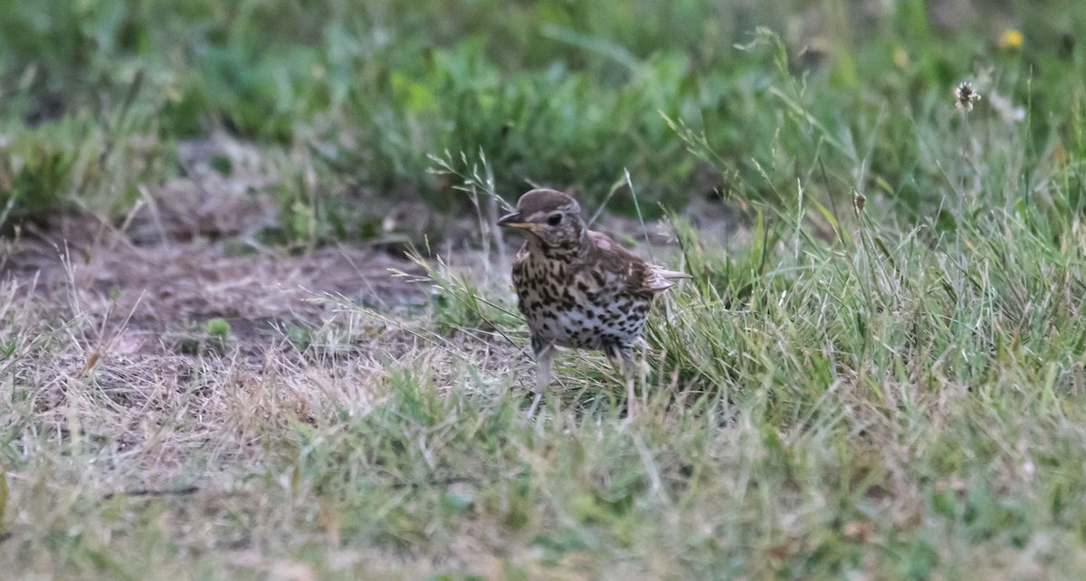 Song Thrush - ML344287261