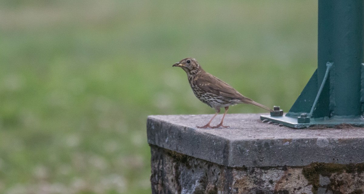 Song Thrush - ML344287271