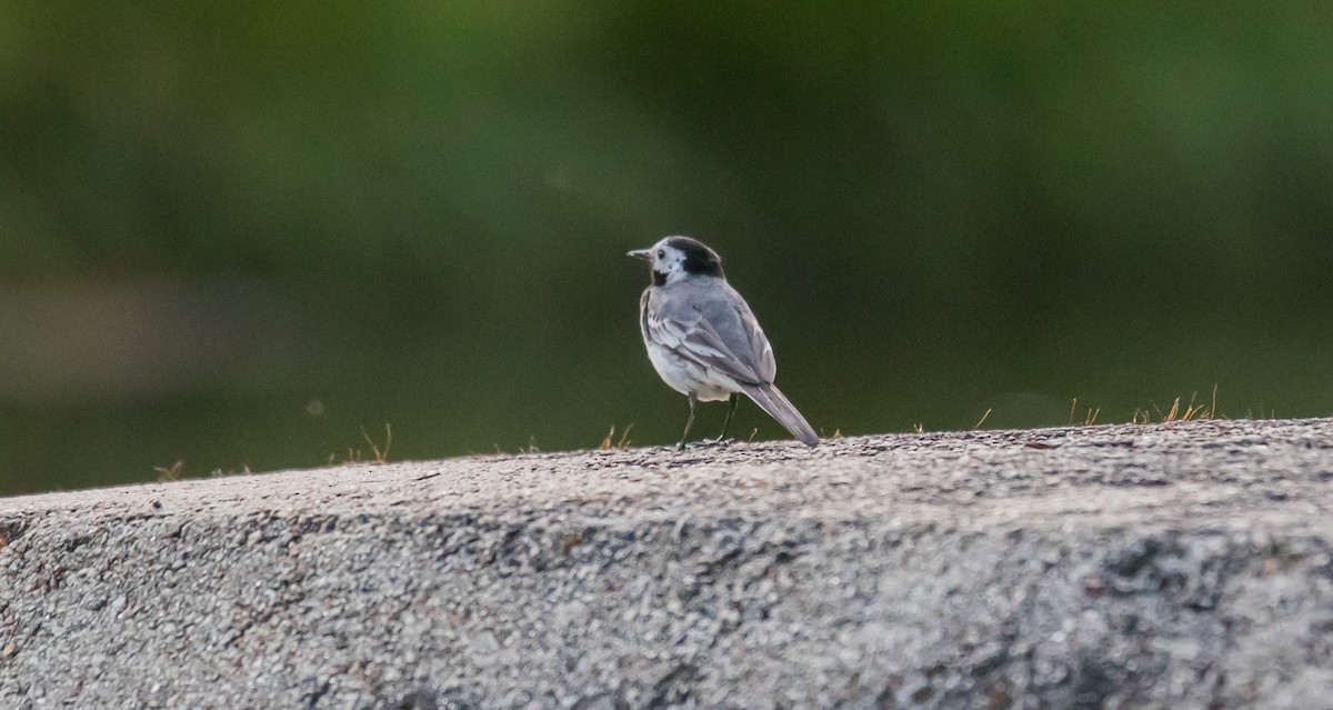White Wagtail - Francisco Pires
