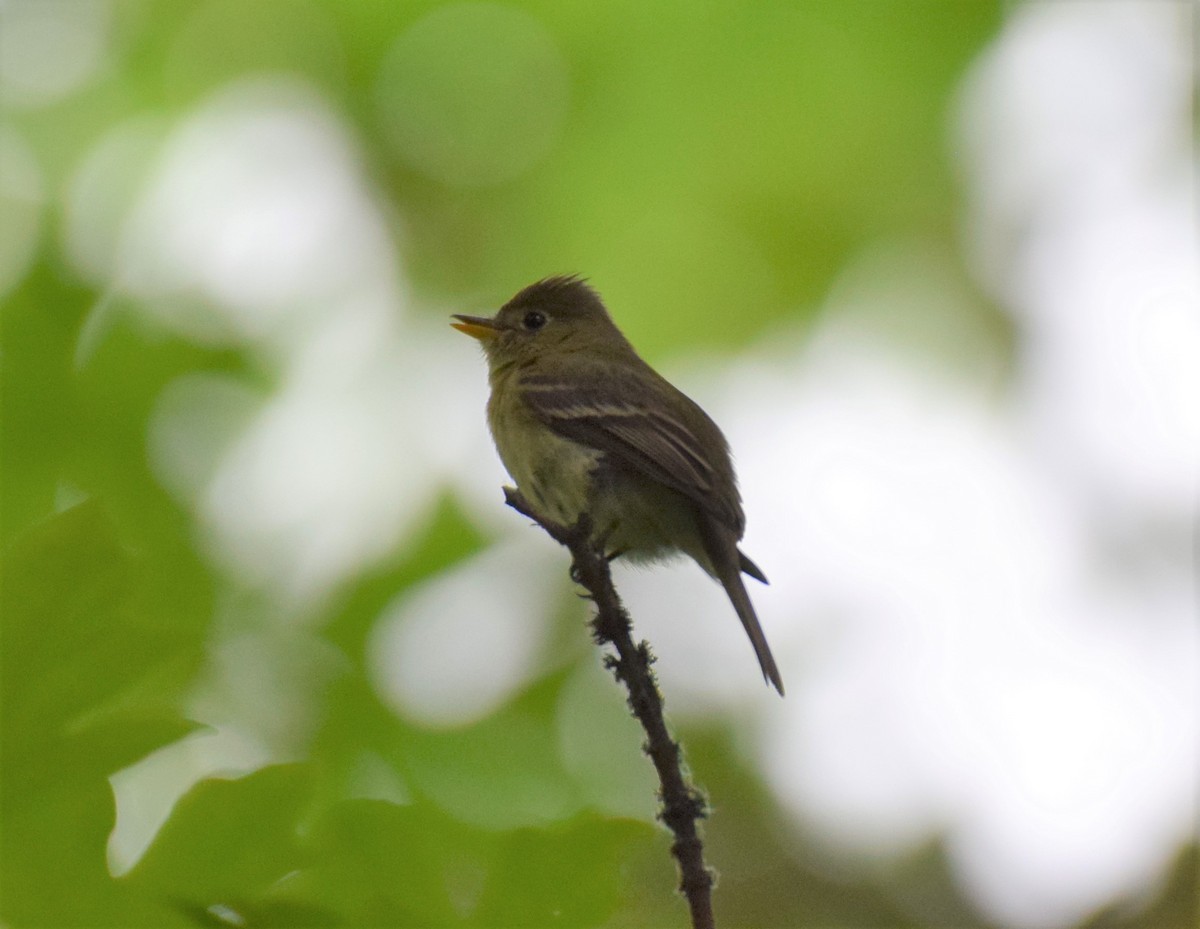 Western Flycatcher (Pacific-slope) - Dimitris Dimopoulos