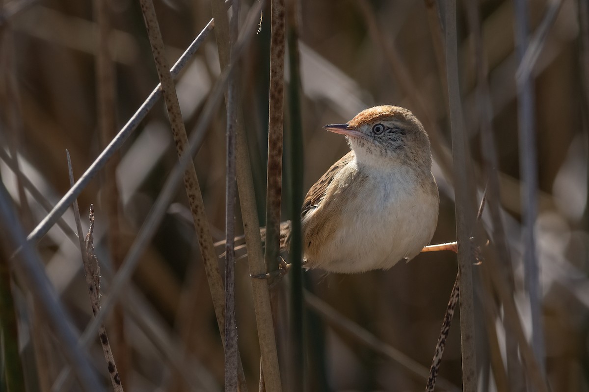 Bay-capped Wren-Spinetail - ML344290261