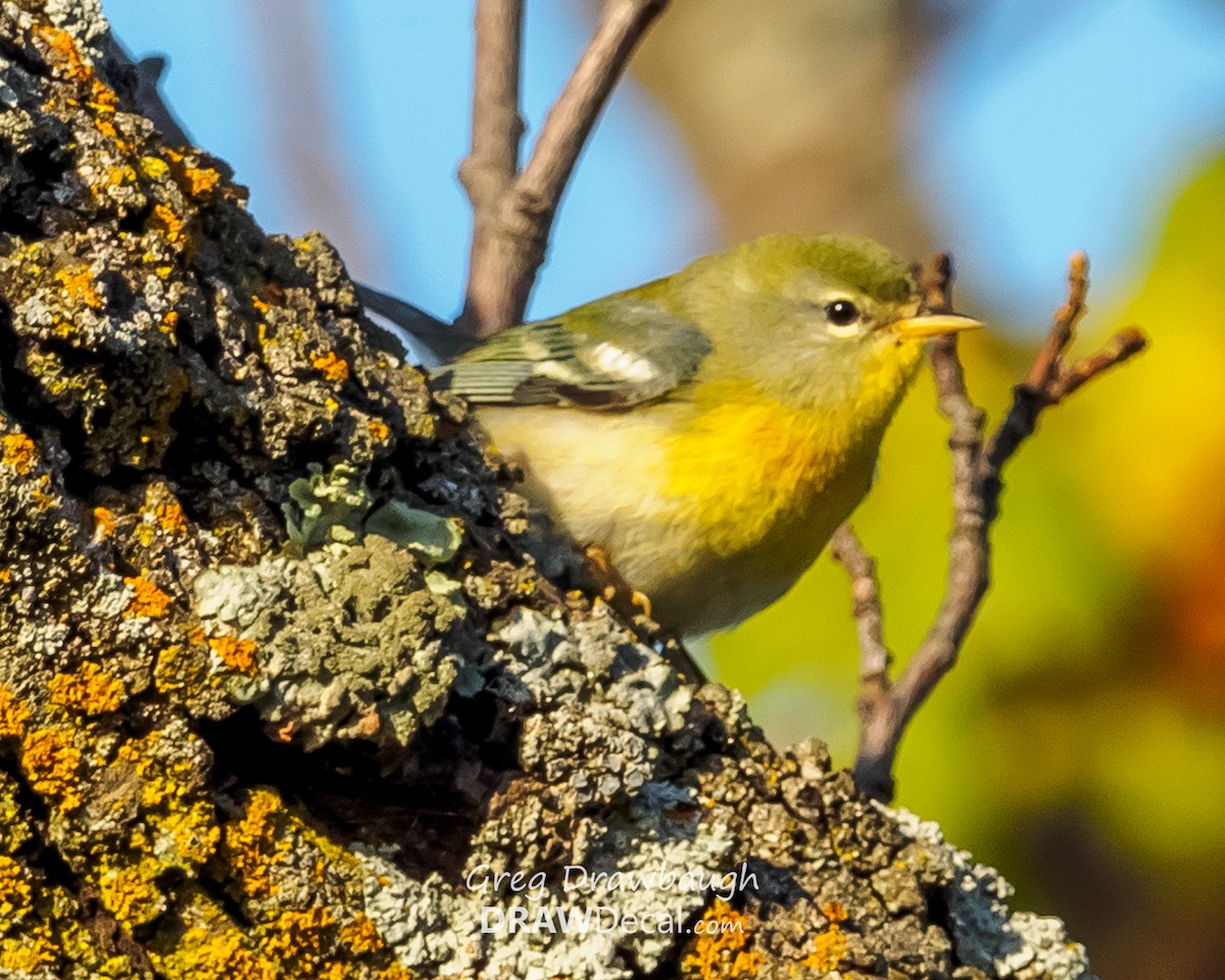 Meisenwaldsänger - ML34429081