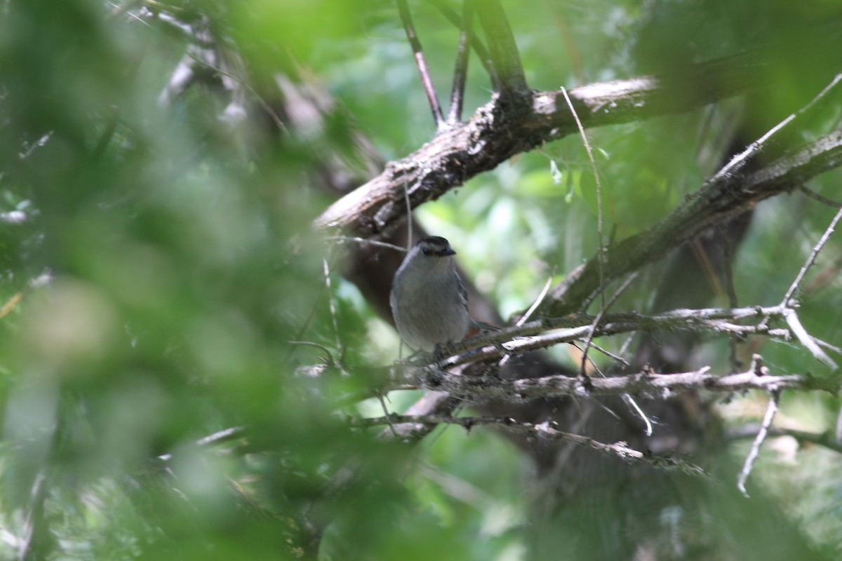 Gray Catbird - ML344292021