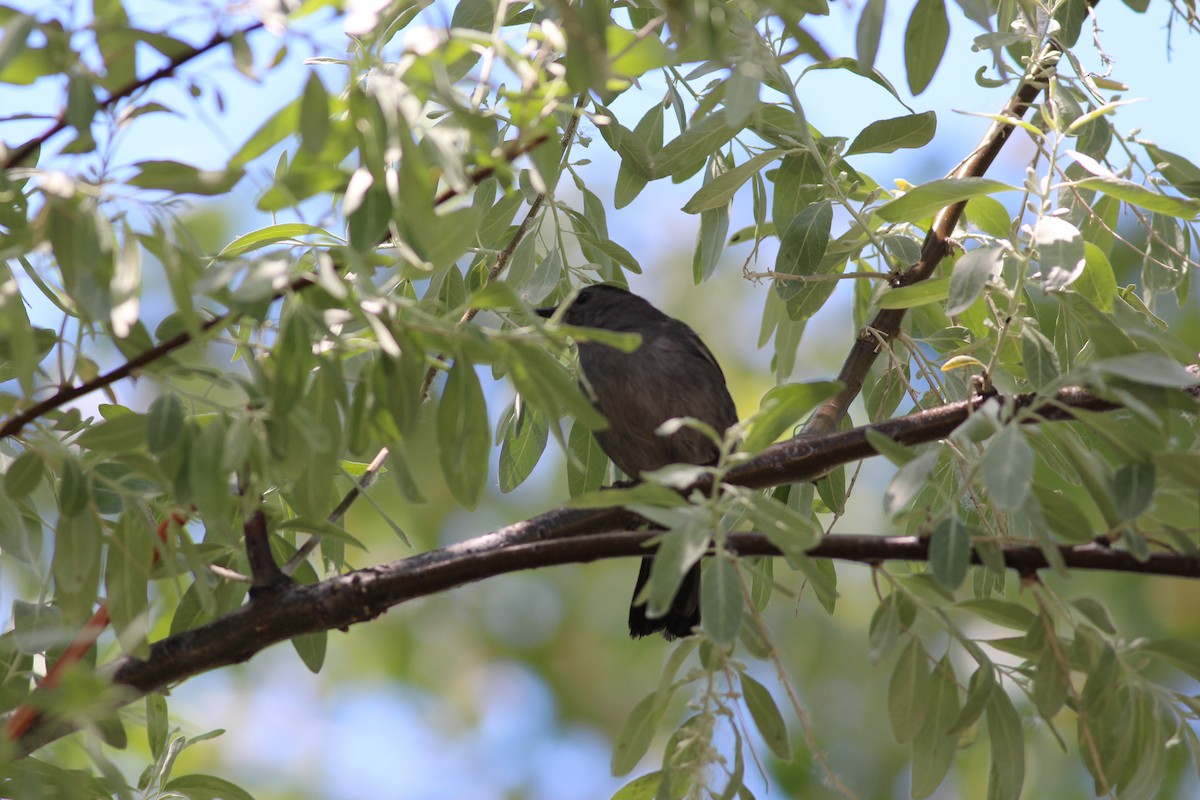 Gray Catbird - ML344292061